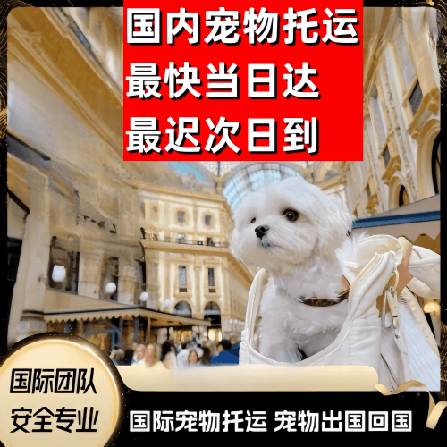 江北区到澳大利亚（澳洲）宠物入境规定和要求
